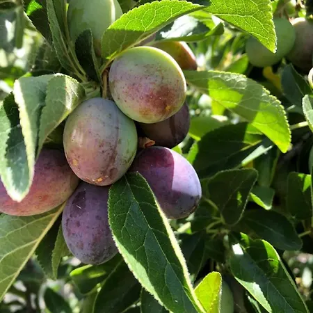 Casa Martins Country No5 Διαμέρισμα