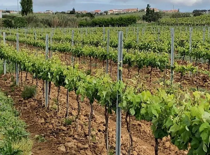 Casa Martins Country No5 Apartment Freiria